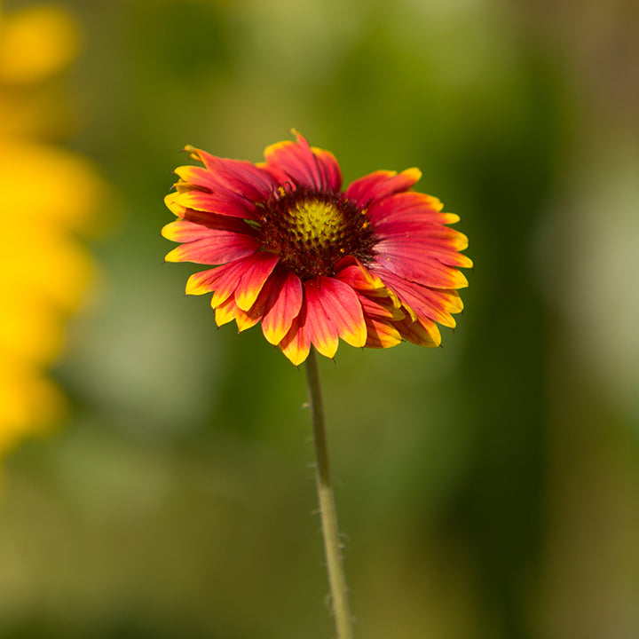 Blanketflower Seed Packets seed packet