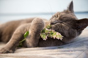 Catnip Seed Packets seed packet
