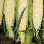 Corn, Pearls & Gold seed packet