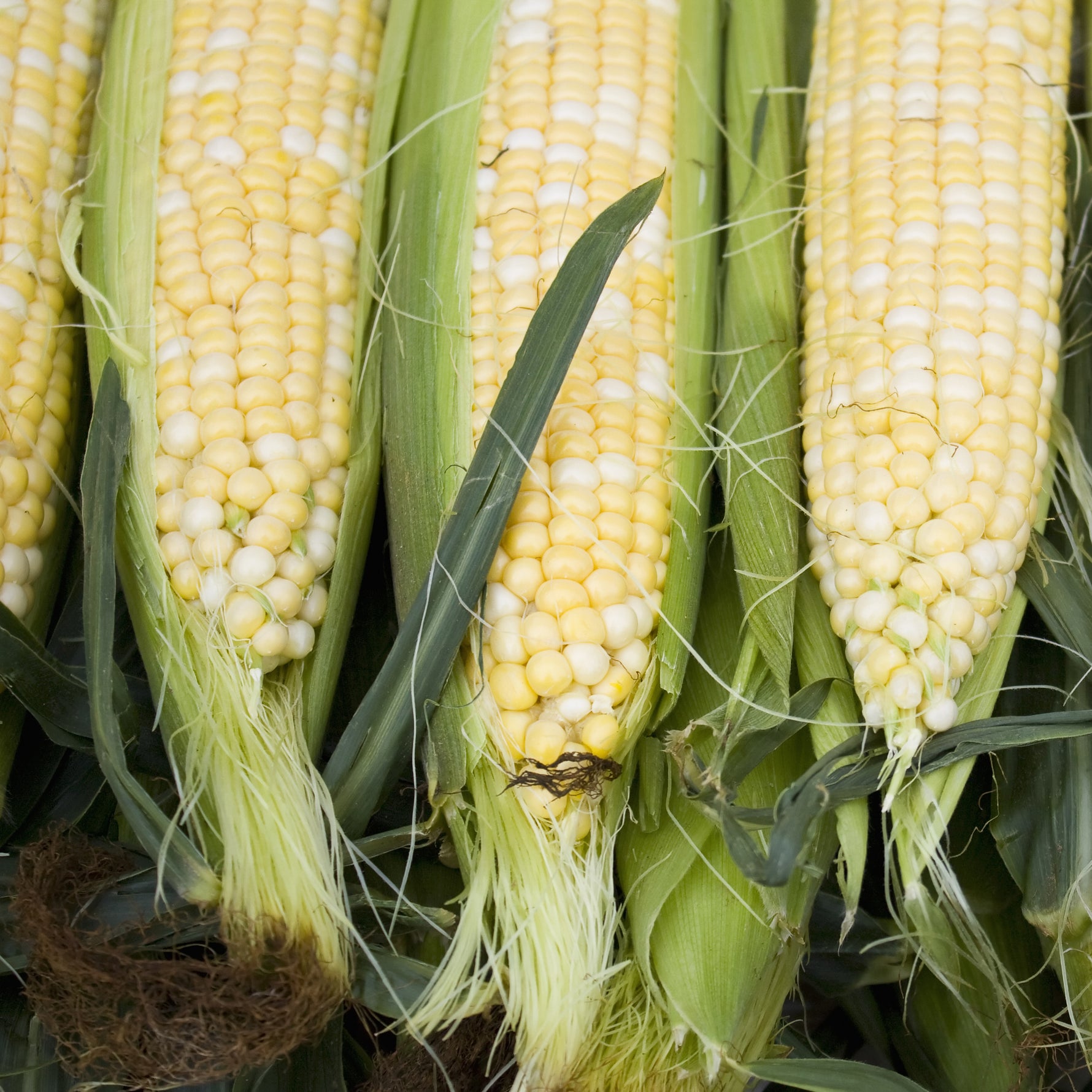 Corn, Pearls & Gold seed packet
