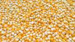 Corn, Pearls & Gold seed packet