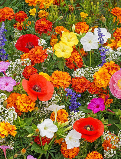 Deer Resistant Wildflower Mix seed packet