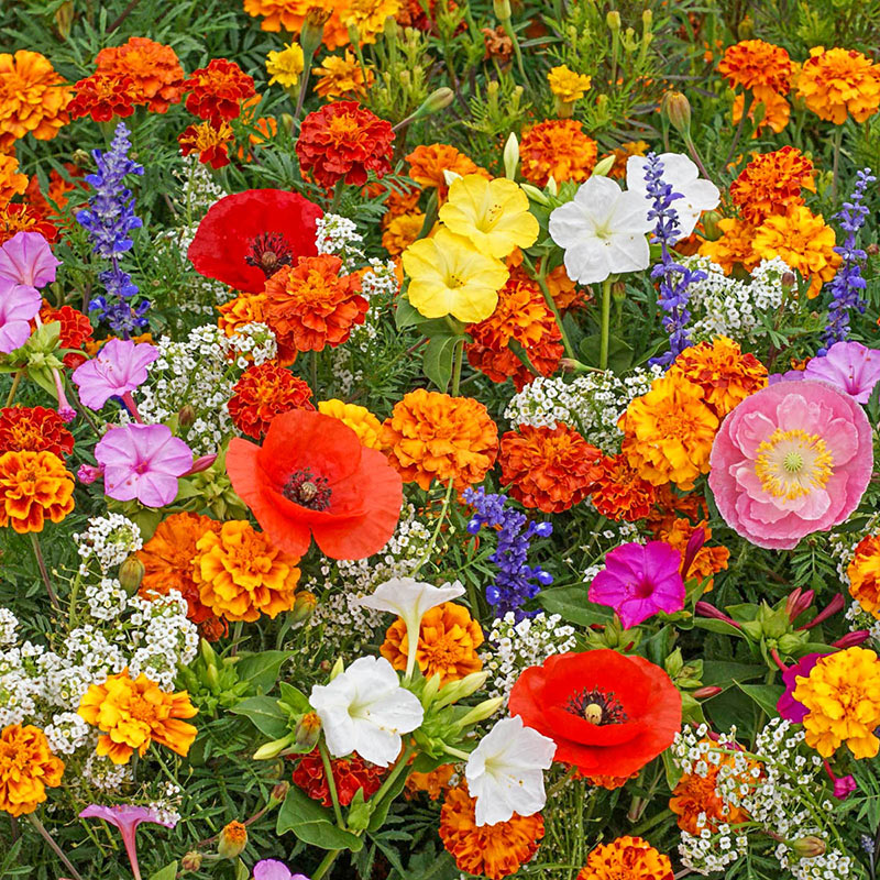 Deer Resistant Wildflower Mix seed packet