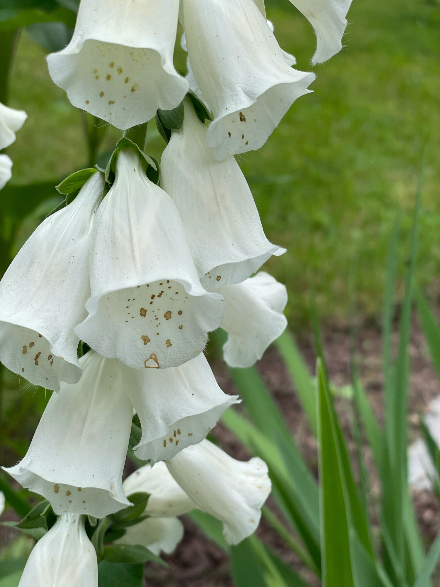 planting digitalis seeds Foxglove Seed Packets