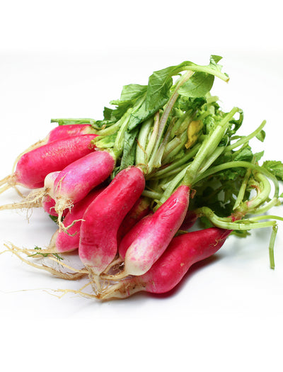 Radish, French Breakfast garden seeds