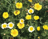    bentley-seed-flower-seed-chrysanthemum-garland-daisy-seed
