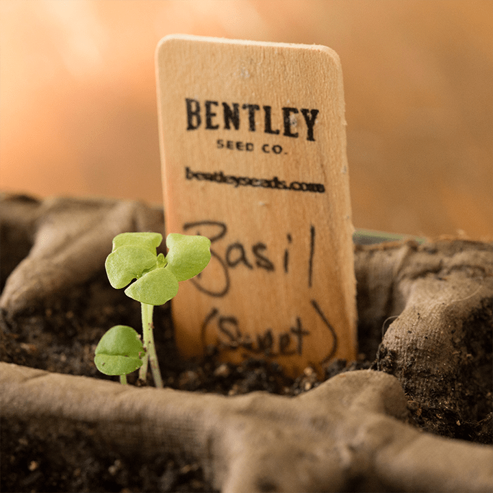 Row Markers, Packs of 10, 25 and 50 garden seeds
