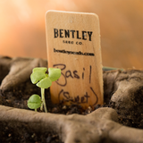 Sweet Genovese Basil A classic pesto basil! This herb gives you a double dose of both fragrance and flavor. A wonderful choice for growing both inside and outside. Bentley Seed
