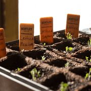 Row Markers, Packs of 10, 25 and 50 garden seeds
