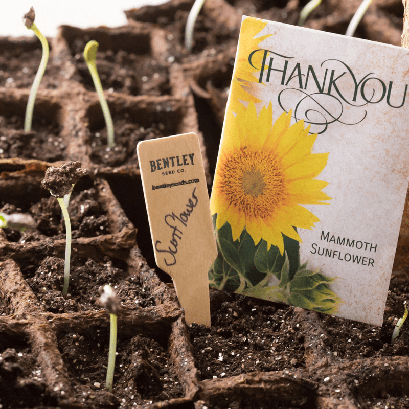 Row Markers, Packs of 10, 25 and 50 garden seeds