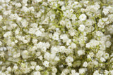 "All Things Grow With Love" Baby's Breath Seed Favor - Bentley Seeds