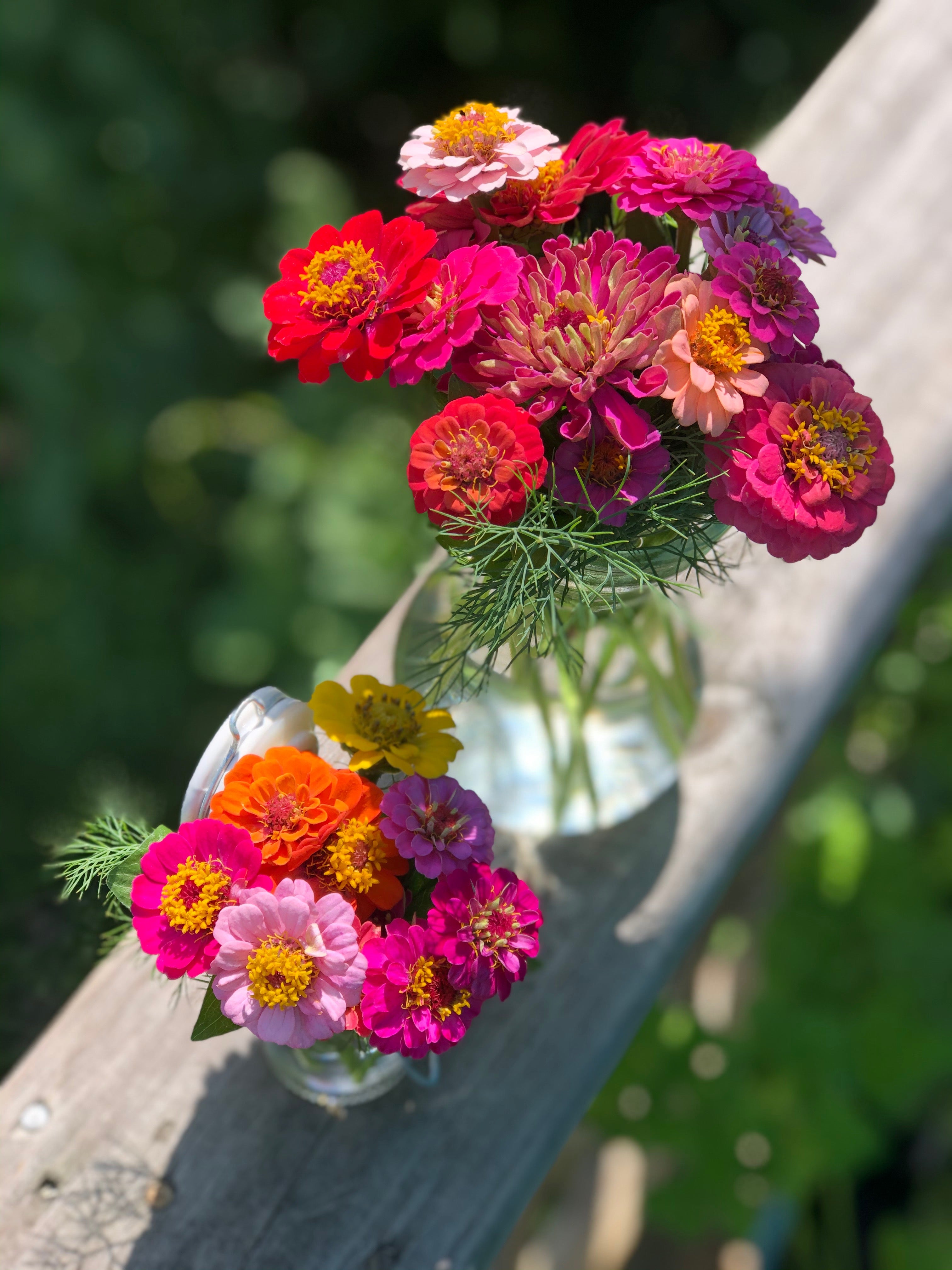Zinnia, Lilliput Seed Packets | Bentley Seeds