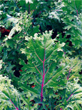 Red Russian Kale A great source of calcium. Red Russian Kale produces lovely full leaves with a stunning crimson spine. As much fun to look at as it is to eat. - Bentley Seed