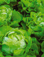 Fresh heads of Buttercrunch Lettuce.