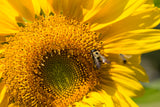 Sunflower - Mammoth Seed - Bentley Seeds