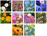 Annual Baby's Breath, Crimson Clover, Chinese Forget-Me-Not, Tall Blue Cornflower, Sulphur Cosmos, Cosmos Sensation Mix, China Aster, Painted Daisy, Calendula, Love-In-A-Mist. - Bentley Seeds Bouquet Flower Mix