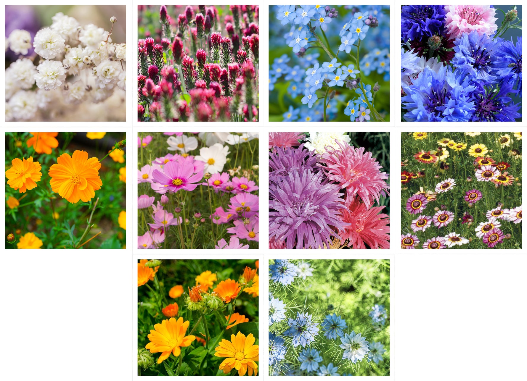 mixed wildflowers seeds Wildflower, Cut Flower Wildflower Mix Seed Packets