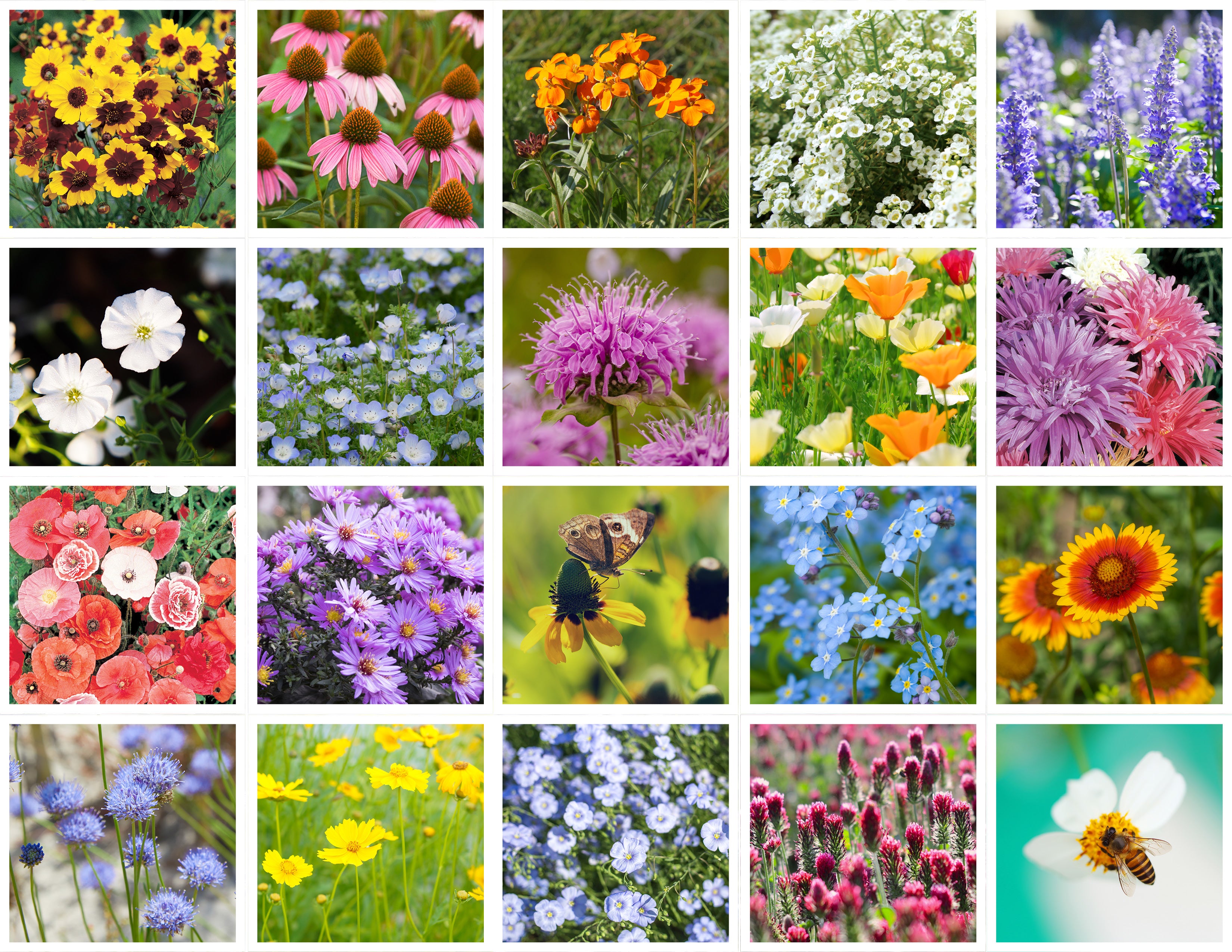 Wildflower, Bee Feed Wildflower Mix Seed Packets | Bentley Seeds