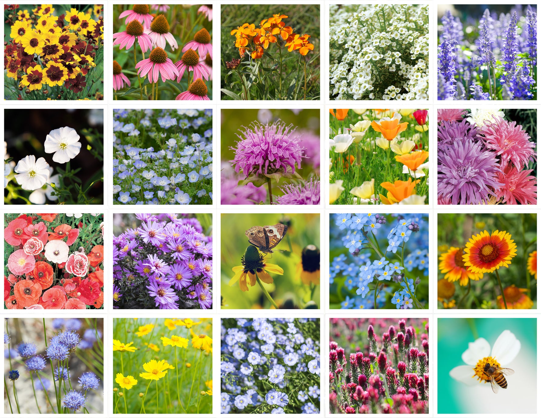 wild flower mixed seeds Wildflower, Bee Feed Wildflower Mix Seed Packets