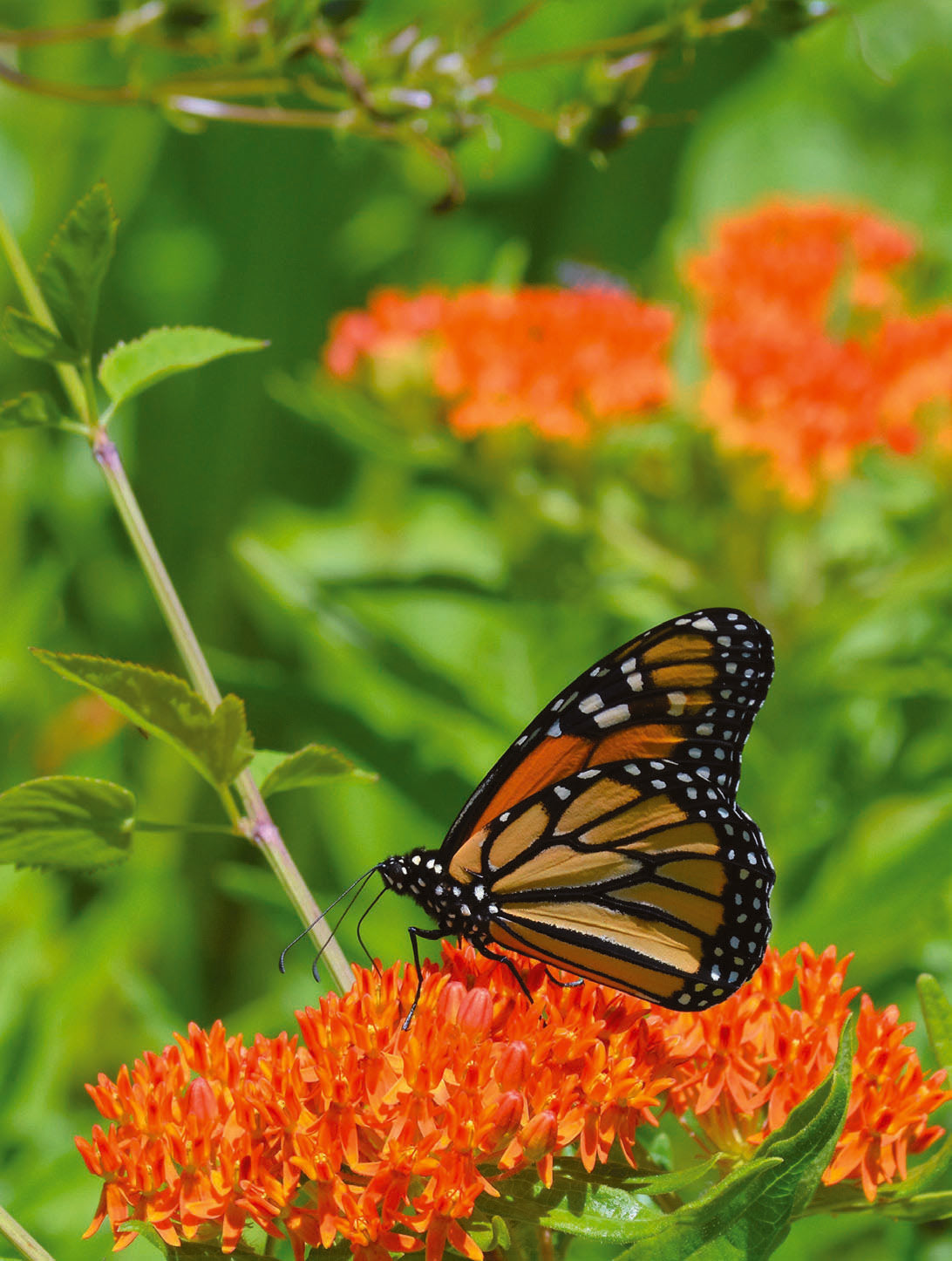 monarch butterfly garden seeds Earth Day Pollinator Butterfly