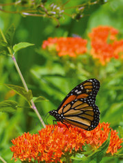 Help Save the Butterflies garden seeds