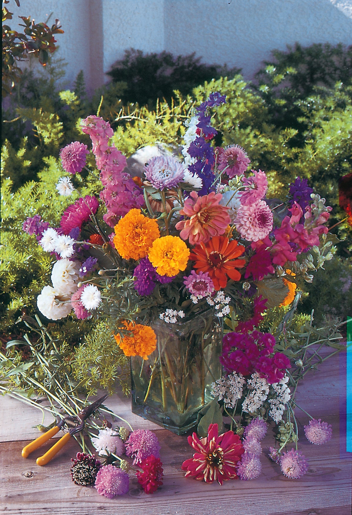 Help Butterflies Help Pollinators garden seeds