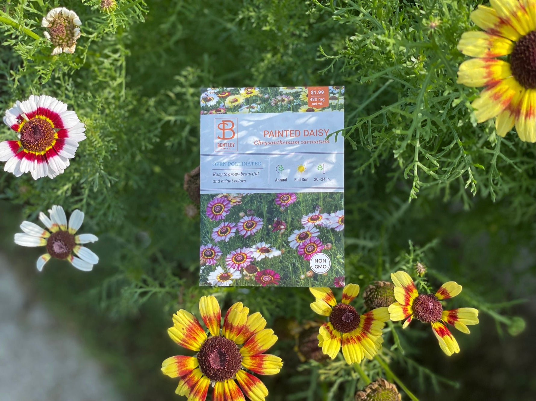 garden daisy seeds Daisy, Painted Daisy Seed Packets