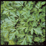 Parsley, Plain Italian Seed Packets seed packet