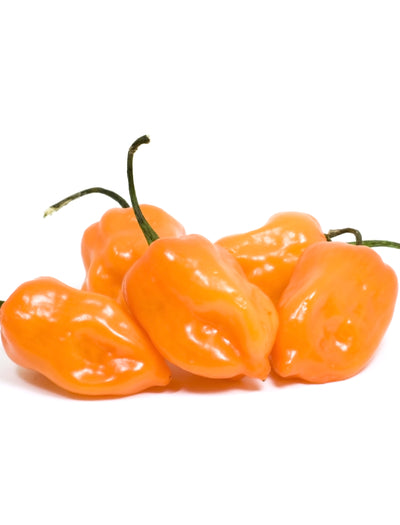 Pepper, Habanero Orange garden seeds