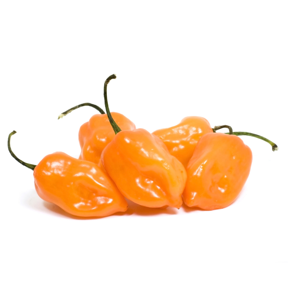 Pepper, Habanero Orange garden seeds