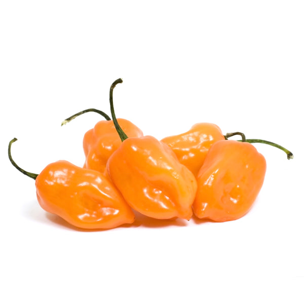 Pepper - Habanero Orange Seed (Bulk) - Bentley Seeds