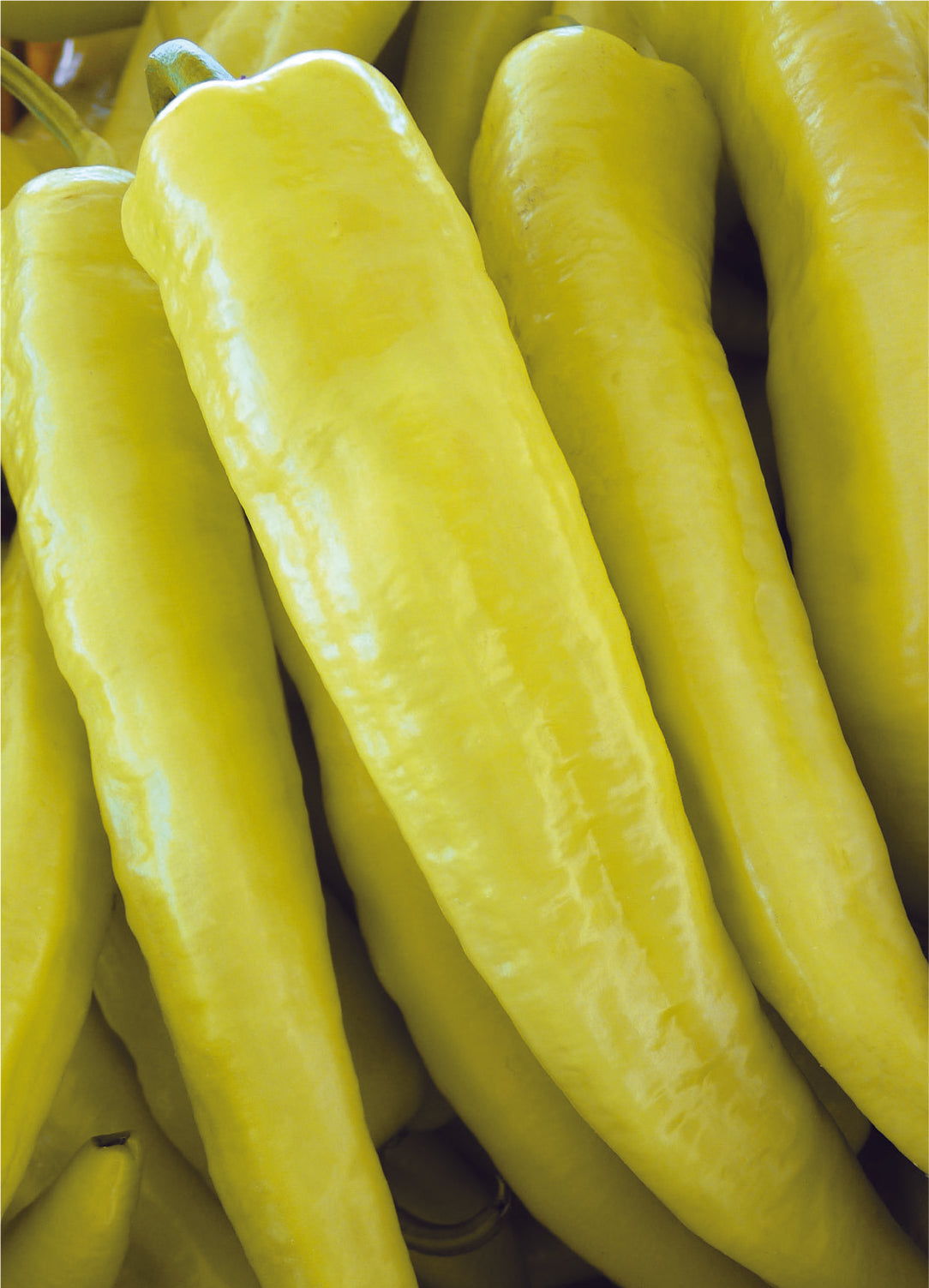 Pepper, Sweet Banana Seed Packets Bentley Seeds