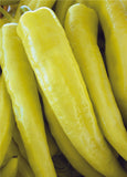 Pepper - Sweet Banana - Bentley Seeds