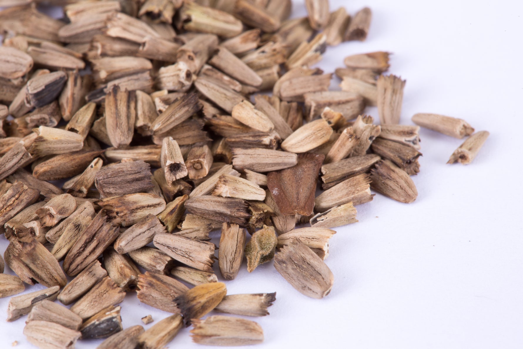 echinacea coneflower seeds Purple Coneflower (Echinacea) Seed Packets