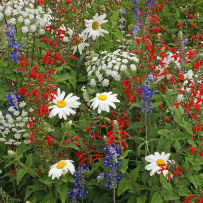 Old Glory Wildflower Mix seed packet
