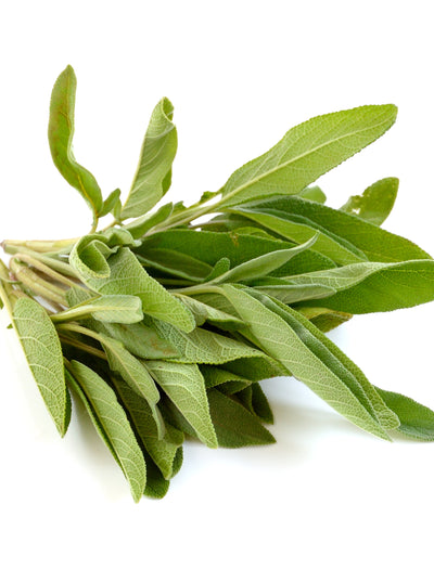 Sage, Broadleaf flower seeds