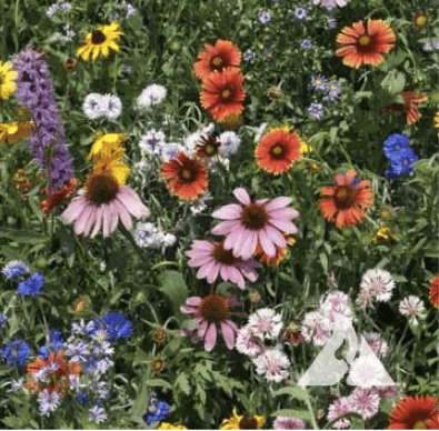 Northwest Wildflower Mix seed packet