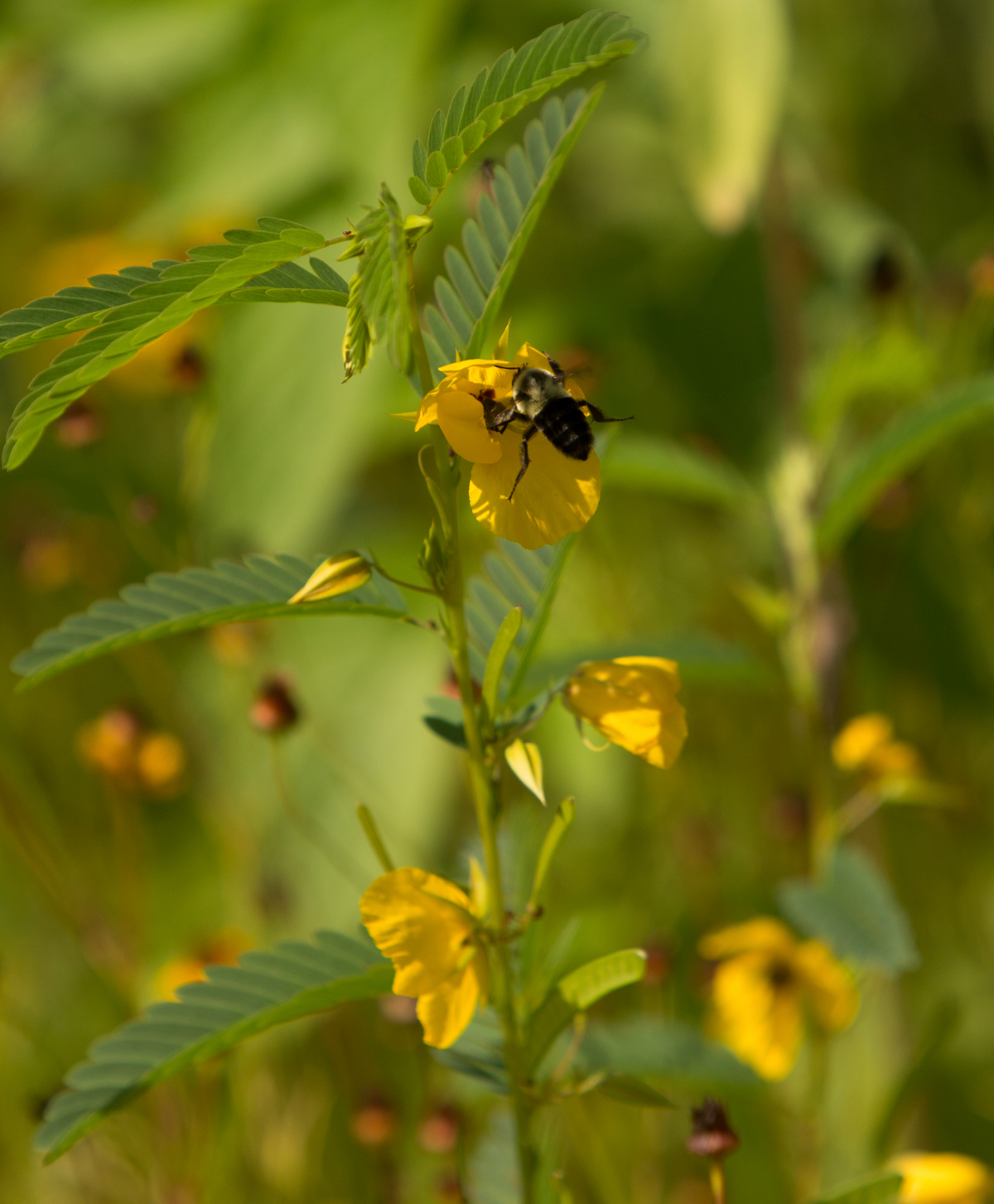 Eastern Pollinator Mix (Bulk) - Bentley Seeds