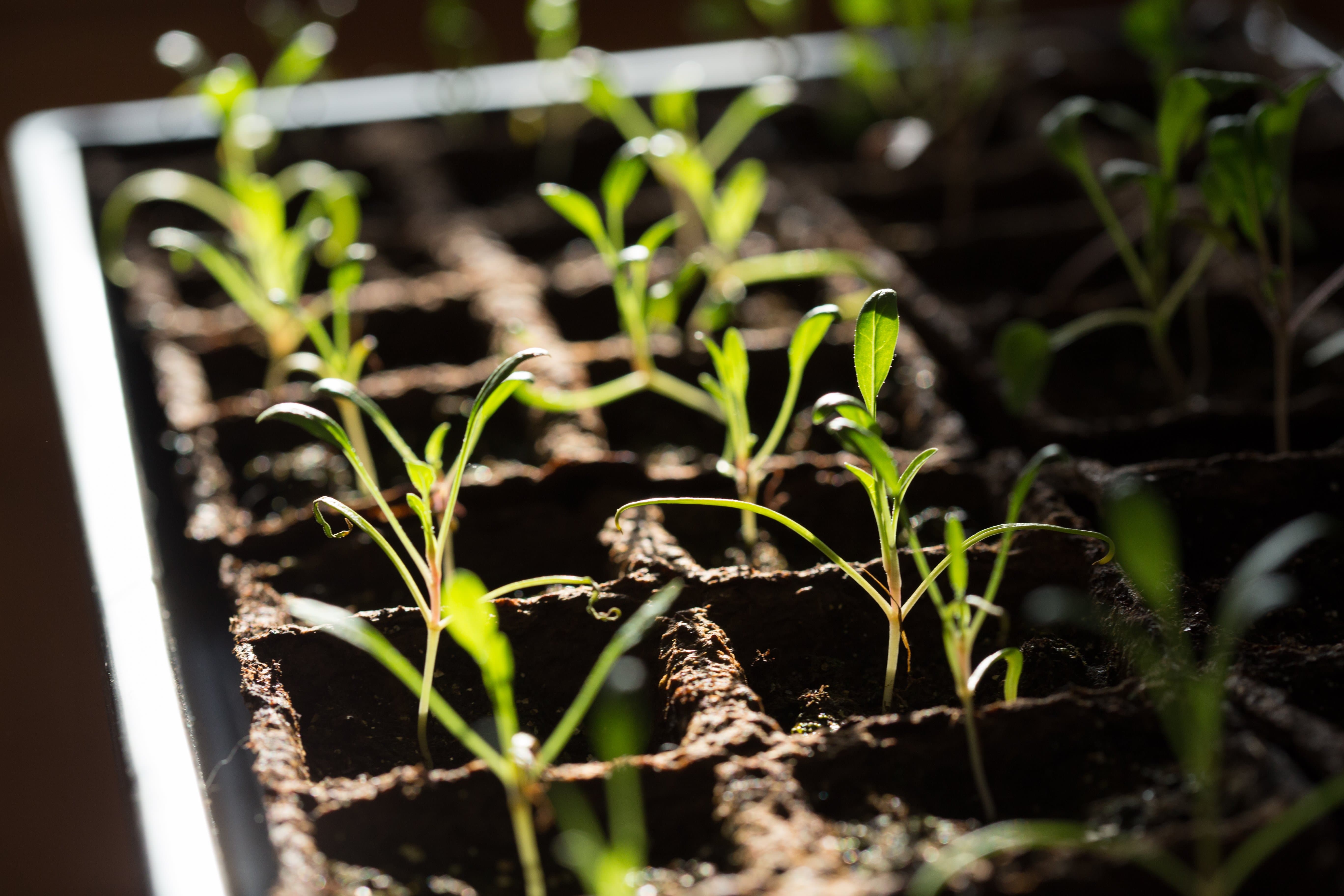 Top 40 Vegetable & Herb Seed Packets - Kit | Bentley Seeds