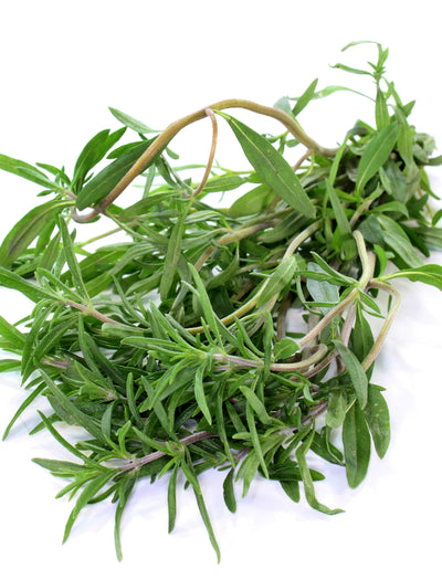 Summer Savory garden seeds