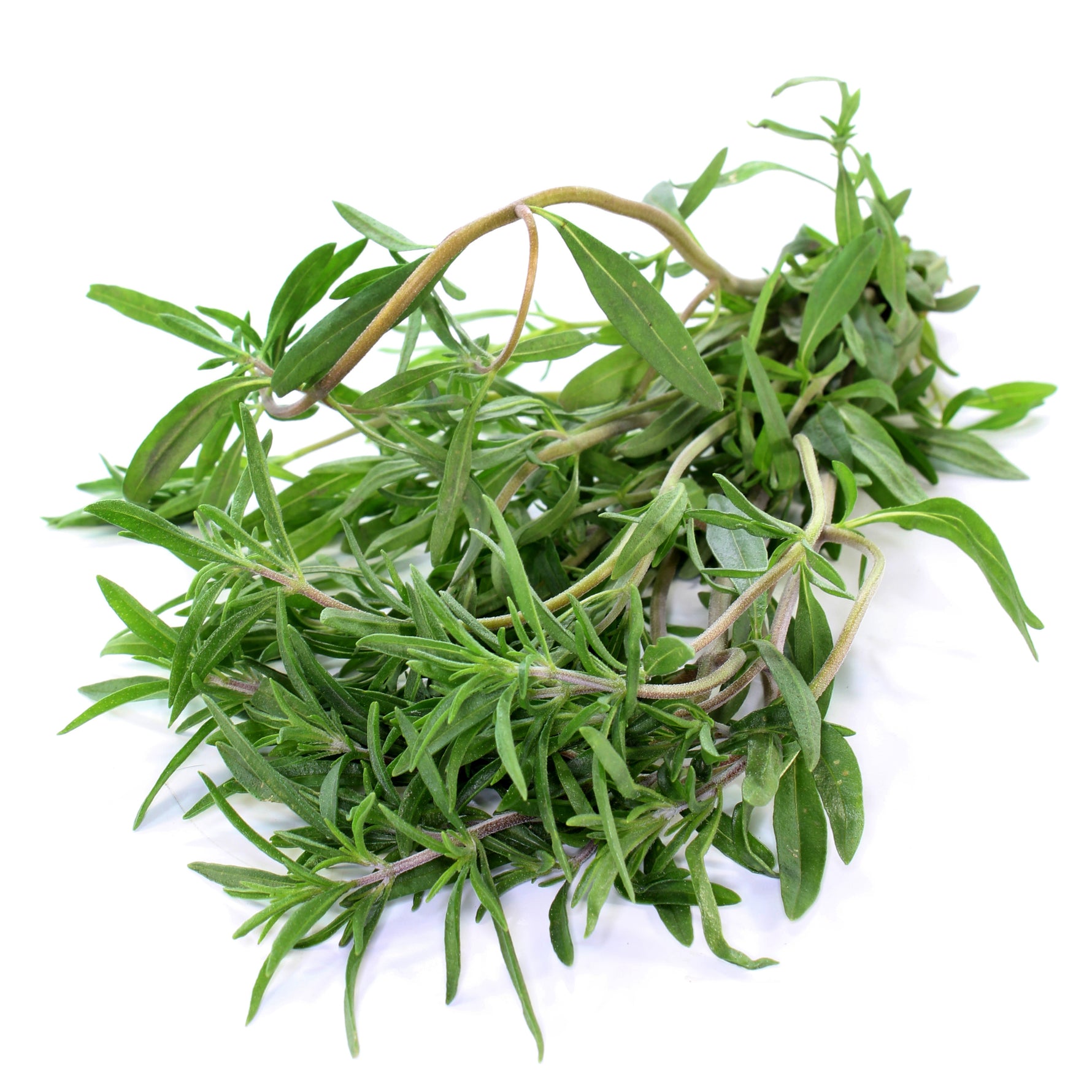 Summer Savory Seed (Bulk) - Bentley Seeds