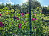 Sweet Peas Flowers growing on fence. Bentley Seed