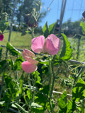 Pink Sweet Peas Flowers growing on fence. Bentley Seed