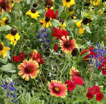 Texas/Oklahoma Wildflower Mix- Bulk Seed flower seeds