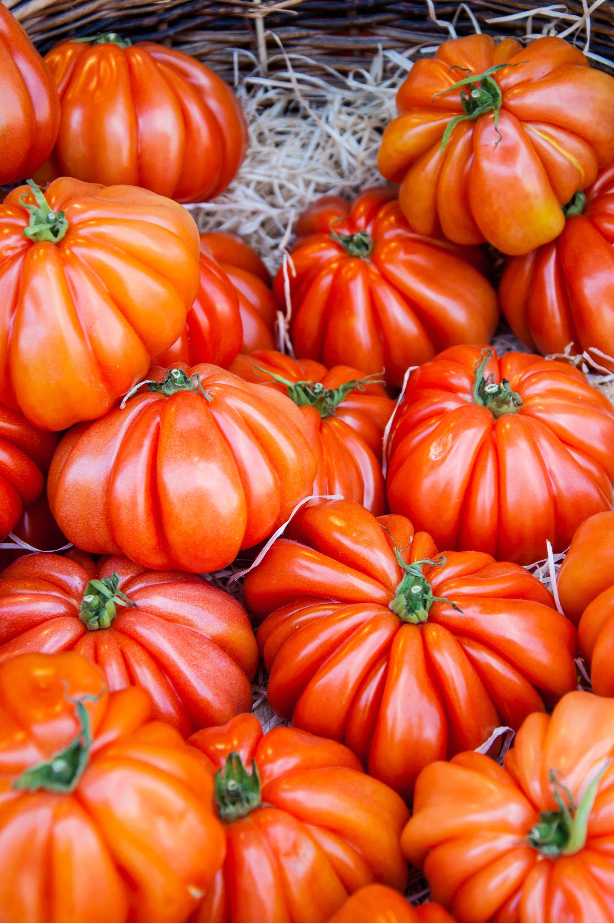 Tomato-Brandywine 1885 | Bentley Seeds