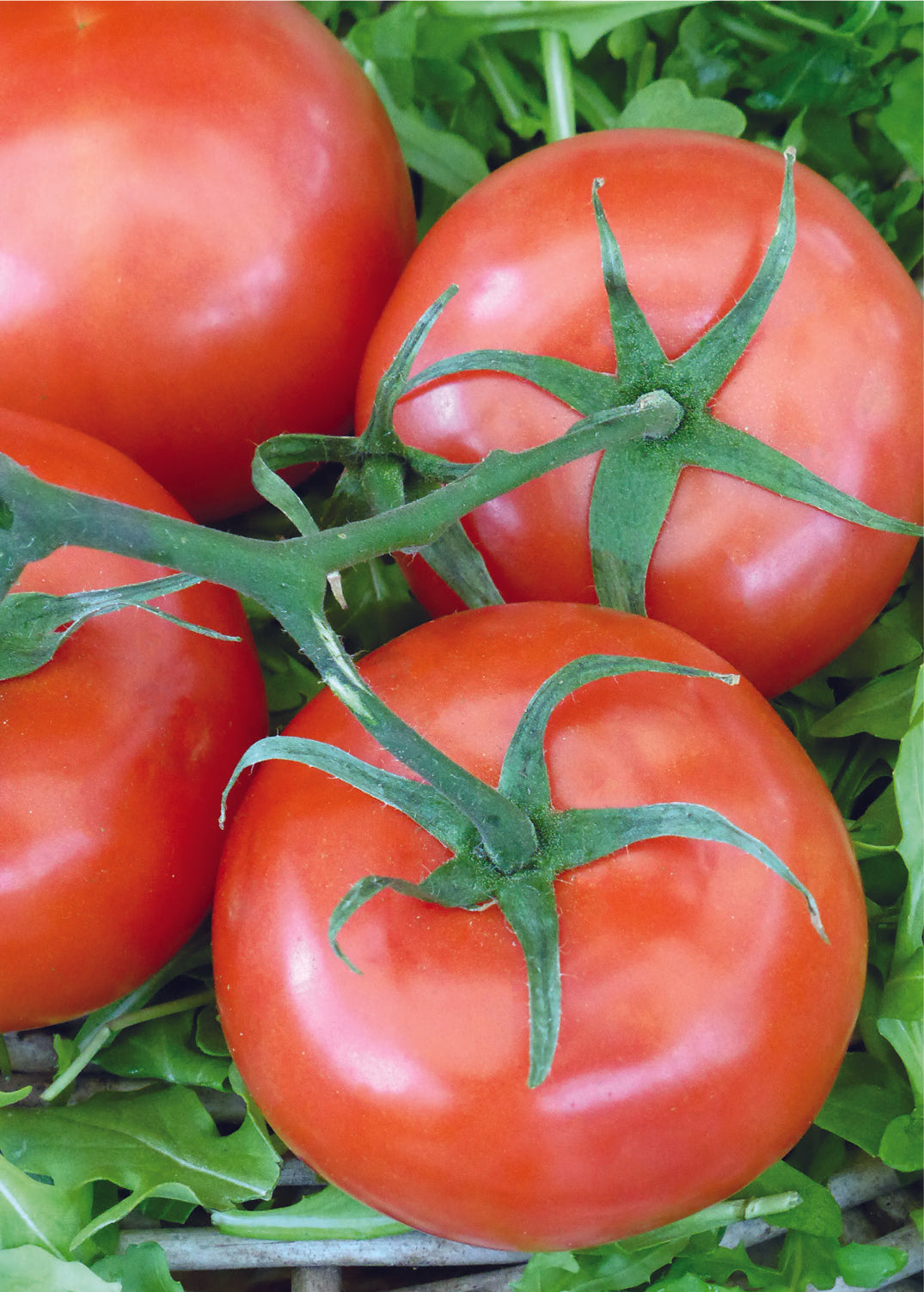 Rutgers Tomato A true classic! Rutgers tomatoes are one of the most flavorable varieties. Perfect for sandwiches. burgers and salads! Bentley Seeds.