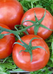 Tomato, Rutgers Seed Packets seed packet