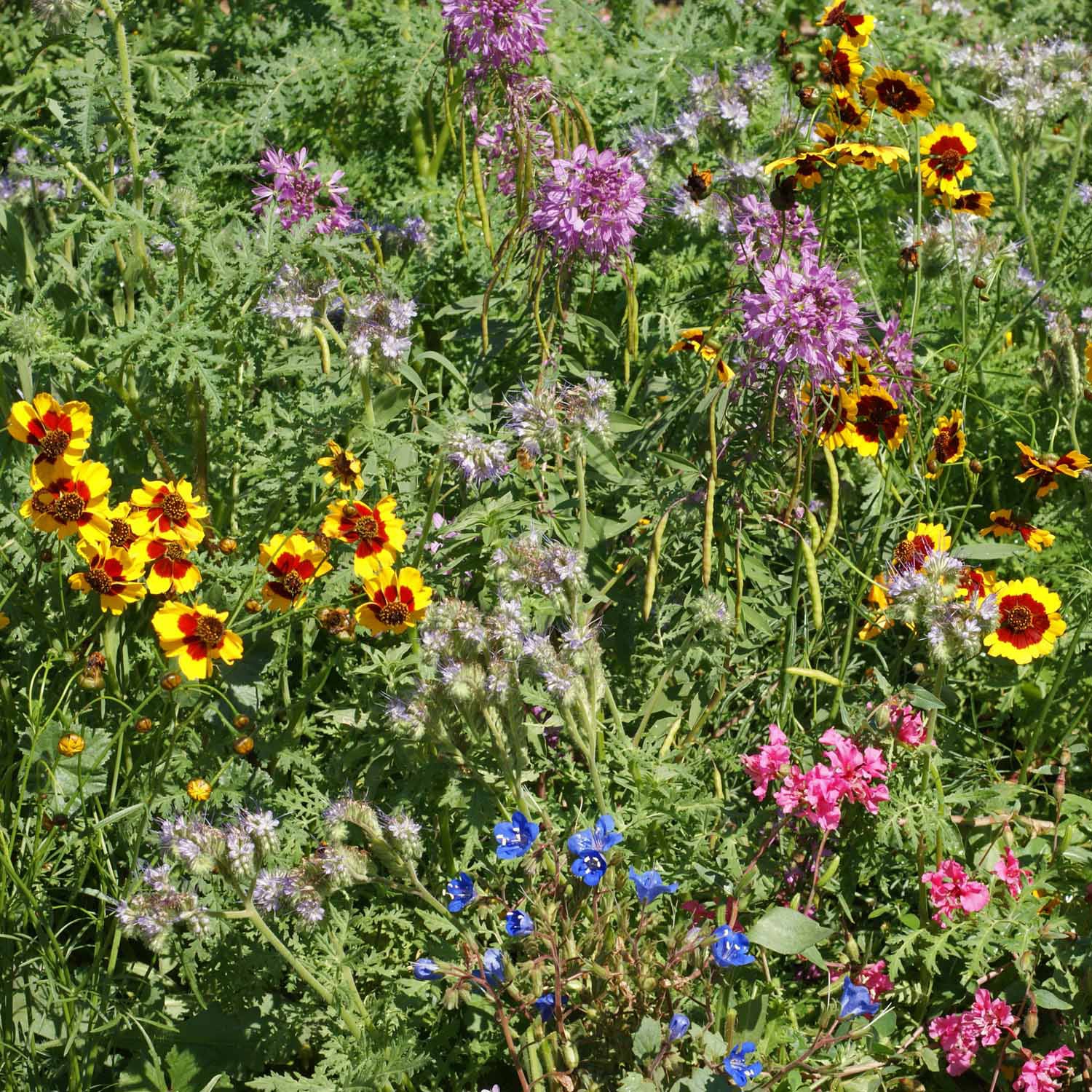 Annual Candytuft, Perennial Lupine, Siberian Wallflower, California Poppy, Blue Flax, Dwarf Blue Cornflower, Blanketflower, Indian Blanket, Corn Poppy, Rocky Mountain Penstemon, Prairie Coneflower, Clarkia, Globe Gilia, Plains Coreopsis, Showy Goldeneye.