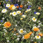 Annual Flower Mix Seed (Bulk) - Bentley Seeds