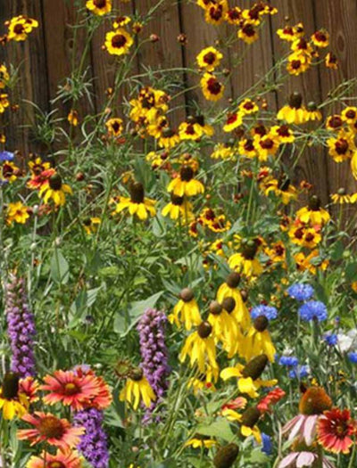 Midwest Wildflower Mix flower seeds